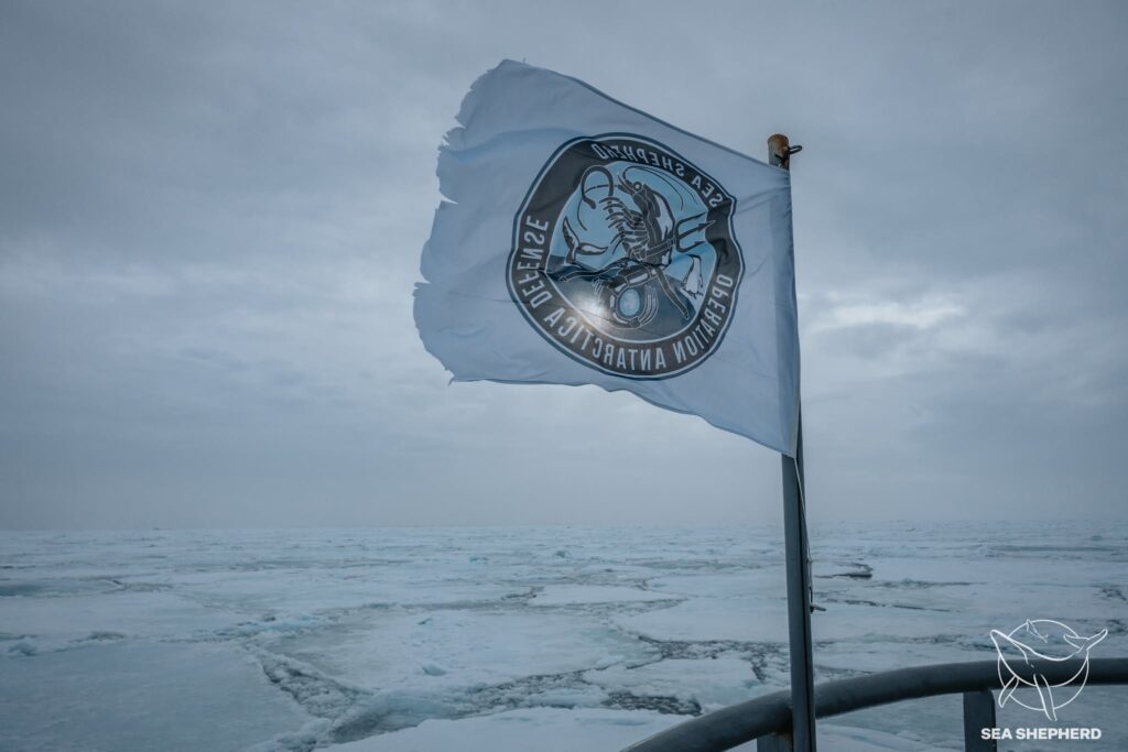 Sea Shepherd försvarar Antarktis mot krillfisket