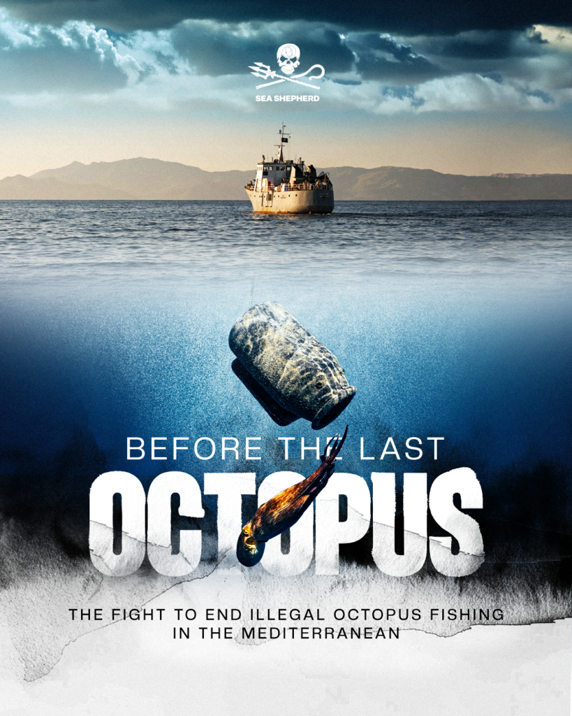 Sea Shepherd Sweden visar dokumentären Before the Last Octopus